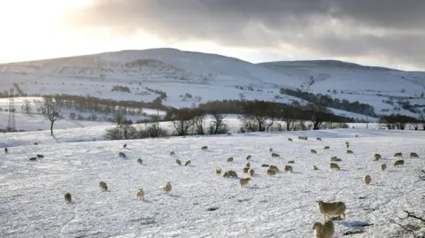 Reuters Sheep graze in a snow-covered field near Llangollen in north Wales with mountains in the background