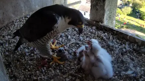 Academy of Physical Medicine A peregrine falcon in a box, with a pub garden in the distance. She is bending down over four white chicks, that are all sat on small stones.