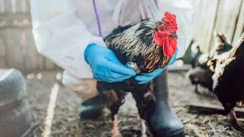 A rooster being inspected by a vet wearing protective overalls and blue plastic gloves.