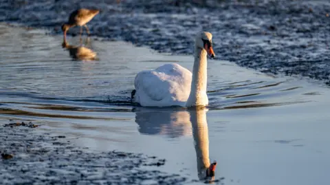 Degsy A swan on the surface of a lake or river, reflected in the water. Another bird along the bank dips its beak in the water.