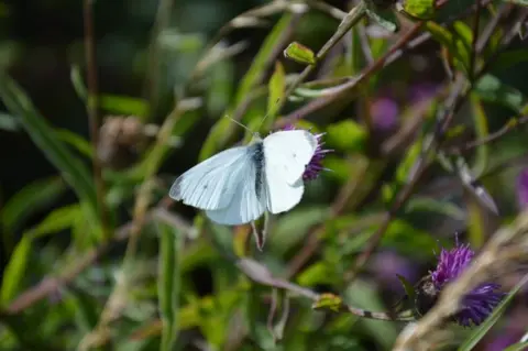 Aine Bidgood Butterfly