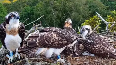 Birds of Poole Harbour A webcam image of the ospreys in their nest, with scenic fields and trees in the background. On the left in the foreground is the osprey is that is about to take flight