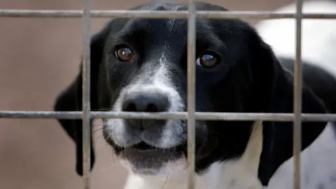 Getty Images A black and white-coloured dog pictured in a cage. Stock photo.
