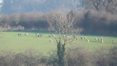 Norfolk Suffolk Hunt Saboteurs Hounds running across a field captured by hunt saboteurs