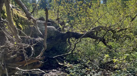 Fallen tree branches