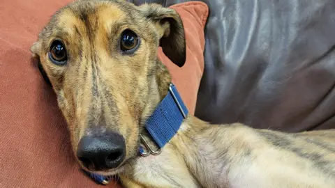 Greyhound Gap Greyhound 