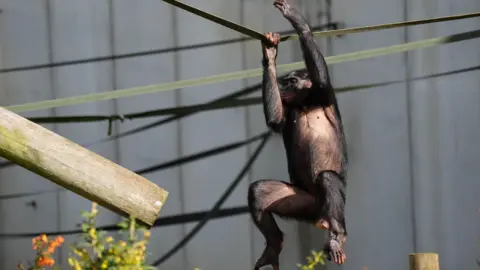 PA Media A chimpanzee hanging from a rope in a zoo enclosure