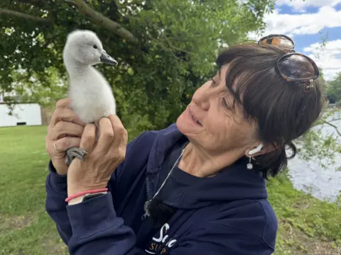 A smiling Wendy Herman who's wearing blue fleece with the words Swan Suport emblazoned on it is holding a fluffy two day old cygnet in front of her. The bird is looking directly into her eyes and appears relaxed in her arms.
