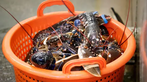A bright orange plastic basket filled with several live lobsters. The lobsters have dark shells with white spots and bands around their claws. The basket has a perforated design and is placed on a wet surface, likely in a seafood market setting.
