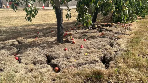 Cracks are visible in a grassy area under a row of apple trees. There are several apples on the floor too