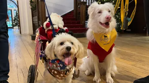The two dogs look straight ahead. Zoe on the left is the smaller dog with beige fur and floppy ears. Her tongue hangs out and she wears a soft brown harness to attach her two wheels at the back, which are attached to a small sleigh with a Santa doll in. Ralph has white fur and stands proud with his mouth open, showing his teeth. 