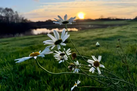 Just Smile / BBC Weather Watchers Daisies in a field in Hereford. The grass is long and there is a river in the background, out of focus