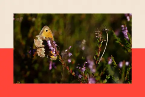 R&A via Getty Images A view of a butterfly on the heather at a golf course
