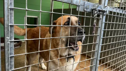 ELLEN KNIGHT/BBC Photo of a large light brown fluffy dog with dark markings around its muzzle and eyes - believed to be a Chinook breed. The dog is looking towards the right hand side of the photo, and has its mouth slightly open. In front of the dog is metal grating, keeping him in his kennel. The kennel has a light brown floor and green painted walls, and a brown dog bed is seen in the back left corner. 