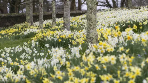 A drift of hundreds of different shades of daffodils growing from the grass in an orchard