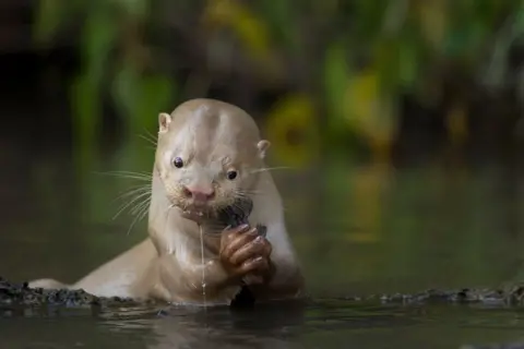 Daniela Anger / Wildlife Photographer of the Year A pale, almost cream-colored otter stands in shallow water, holding a fish in its front paws. Water droplets drip from its fur as it looks forward, surrounded by green, blurred vegetation.