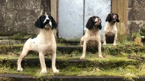 Thomas Conway three springer spaniels stand on the steps of a farm outbuilding. they are each clack and white in colour.