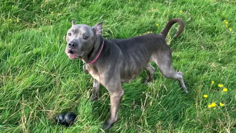 Dogs 4 Rescue Luna stood in a field, with a toy