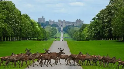 Wednesday - deer crossing Windsor's Long Walk with the castle in the background