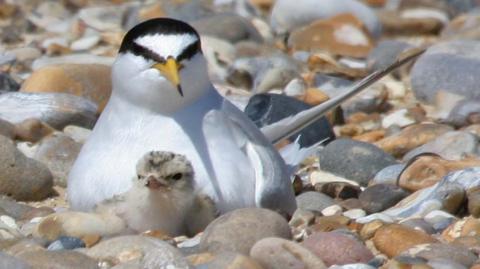 A picture of a little tern with a chick on a shingle beach