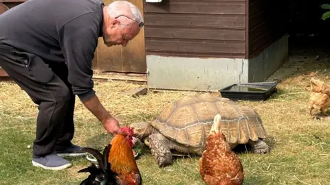 Kate Bradbrook/BBC Roy Marriott wearing a dark sweatshirt and black trousers bending over to feed a large sculta tortoise with two hen in the foreground