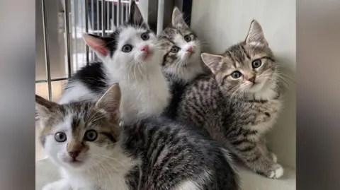 A group of cats at a rescue centre