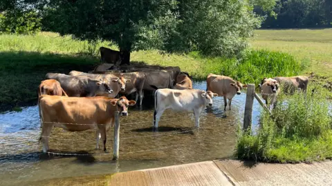 Kathy A large number of cows, standing in water, by a field, with a metal fence in front of them and grass and trees all around them. 