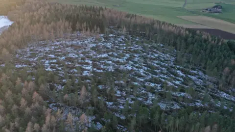 National Trust for Scotland Aerial view of a forest with large patches of fallen trees and snow after storm damage