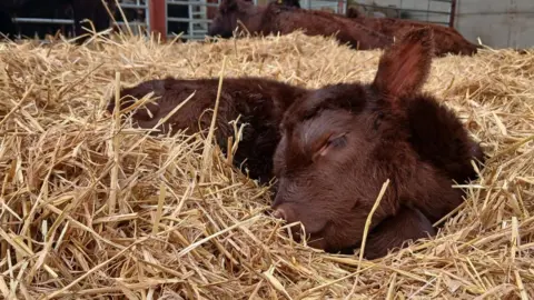 Cicely Marriott/Lincolnshire Wildlife Trust A Lincoln Red calf is laying in a mountain of straw with its head to the side, eye closed and ear up in the air. It looks peaceful, has a soft brown coat and is resting.