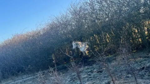 The head of a grey pony sticking out of a hedge