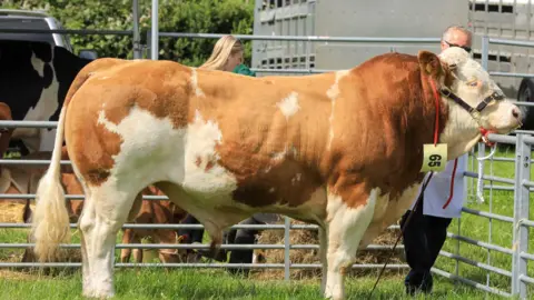A very large bull stood in a pen 