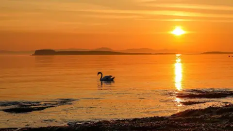 Martin King A swan gliding across calm water beneath a golden sunset.