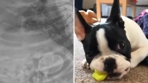 Two images side by side, one shows a black and white x-ray of a dog's stomach and you can see the outline of a rubber duck. next to it is a picture of a black and white french bulldog chewing on a yellow rubber duck
