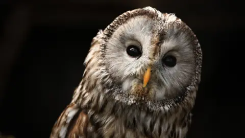 Getty Images Tawny owl stock photo