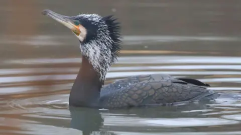 Peterborough Walks A cormorant bird- brown with a spotted back and a long beak. It has a white and black feathered neck. It is swimming in the water.
