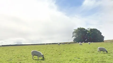 Google Sheep grazing in field with electricity pylons in the background