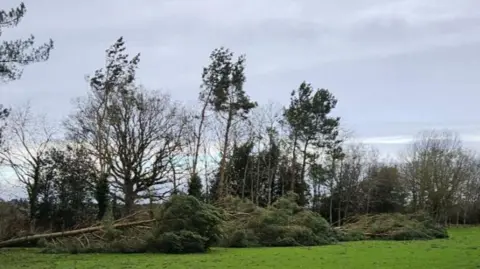 Steve Frost Three trees lie flat on the golf course, flanked by other trees still standing, against a grey sky.