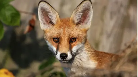 Fox with big ears standing upright looking at the camera