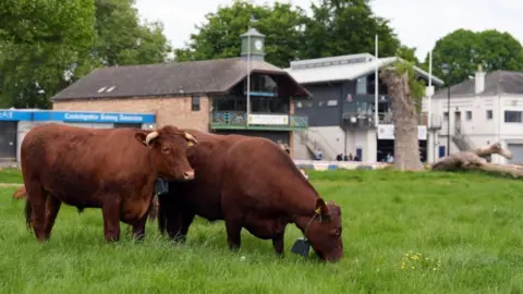 Two dark brown/reddish cows are grazing on green grass. They have cowbell-type collars on and there are boathouses in the background on the other side of the river