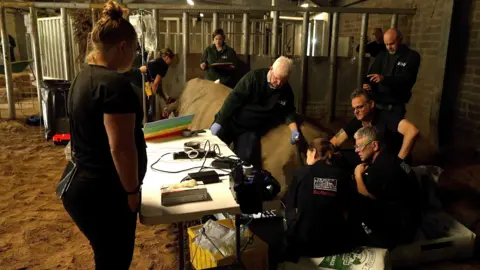 BBC/Kevin Church Zanta the rhino having eggs extracted
