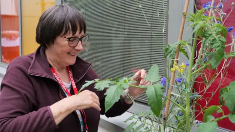 WEST SUFFOLK NHS FOUNDATION TRUST  A volunteer wearing a red top and glasses is pruning flowers at the courtyard garden  