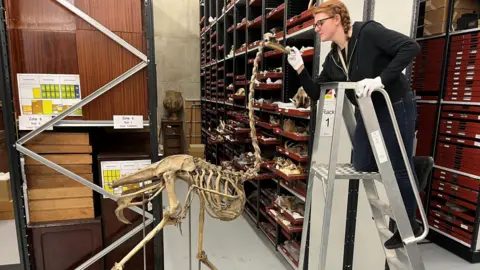 Leeds Museums and Galleries A picture showing the skeletal remains of a ostrich in a museum store. Next to the ostrich is a female member of staff wearing glasses and stood on some step ladders. She is cleaning the head of the skeleton with a brush. In the background are shelves filled with items stored in a museum. 