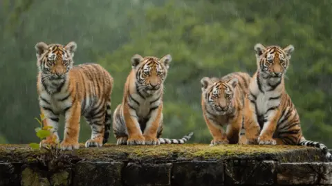 Tom Anders/Longleat Four rare tigers cubs sat on top of a moss covered wooden platform. Heavy rain can be seen coming down.