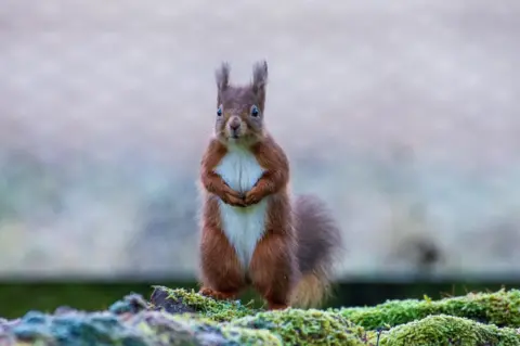 Debi Bell Red squirrel standing on moss covered wall with its hands clasped