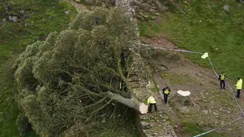 PA Media The tree felled and lying over a wall, as several police officers mark out the area