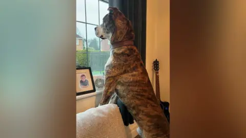 Debbie Shipley A large brown and black dog stands on its hind legs and rests its forelegs on a shelf as it looks out of a lounge window in what appears to be a suburban house.