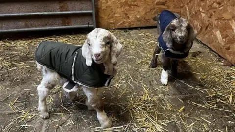 Two young goats, one white the other mottled in colour, wearing insulated jackets. 