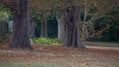 Hannah Roe/BBC The green space on Riddles Road in Sittingbourne. A number of tree trunks can be seen in the image with leaves on the ground.
