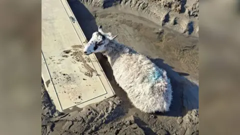 Pregnant sheep stuck in mud next to what happens to look like a white door, which is also stuck in the mud.