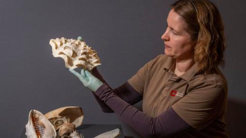 Frances McIntosh holds a shell from Bridget Atkinson's collection, which has "global importance"